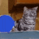 catpingpongq Slack emoji