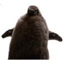 pesto penguin Slack emoji