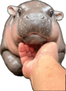 moo deng chin pets Slack emoji