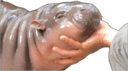 moo deng chin rubs Slack emoji