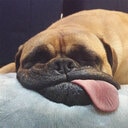 sleepy pupperino Slack emoji