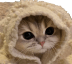 catcozyq Slack emoji