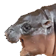 moo deng intensifies Slack emoji