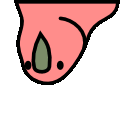 aussie parrot hd Slack emoji