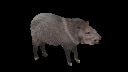 peccary Slack emoji