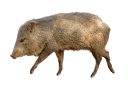 peccary2 Slack emoji