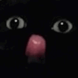 silly cat h Slack emoji