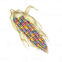 rainbow corn Slack emoji