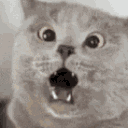 cat shooketh Slack emoji