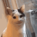 wtf cat face Slack emoji