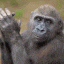 chimp clap Slack emoji