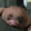 sleepy slothy Slack emoji