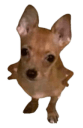 sassy chihuahua Slack emoji