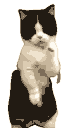 dancing kitty Slack emoji