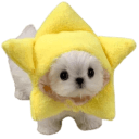 star dog Slack emoji