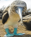 bluebooby Slack emoji