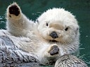seaotter Slack emoji
