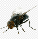pencefly Slack emoji