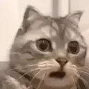 omgcat Slack emoji