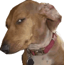 sus dog Slack emoji