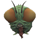 formiga Slack emoji