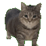 oiia Slack emoji