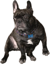 french bulldog Slack emoji