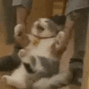 meow dragged away Slack emoji