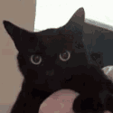 black cat hiss2 Slack emoji
