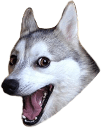 badpundog Slack emoji