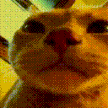 cat closeup nose Slack emoji