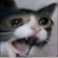 noooocat Slack emoji