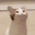 yapcat Slack emoji