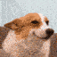 corgi Slack emoji