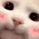 catblush Slack emoji