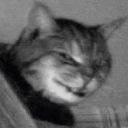 cat snarl Slack emoji