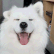 samoyed happy Slack emoji