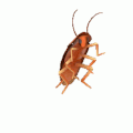 dancing cockroach Slack emoji