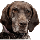 jade slack transparent Slack emoji