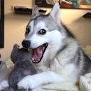 pundog Slack emoji
