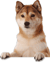 oh hai doge Slack emoji