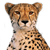 cheetah Slack emoji