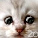 lawyer cat Slack emoji