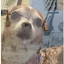 ptsd dog Slack emoji