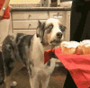 dog has flashbacks Slack emoji