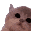kittyjam Slack emoji