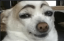 eyebrow dog Slack emoji