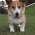excited corgi Slack emoji