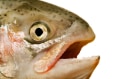 salmon says Slack emoji