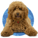 waffle the wonder dog Slack emoji